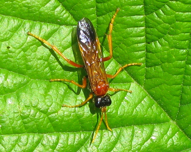 Tenthredinidae
